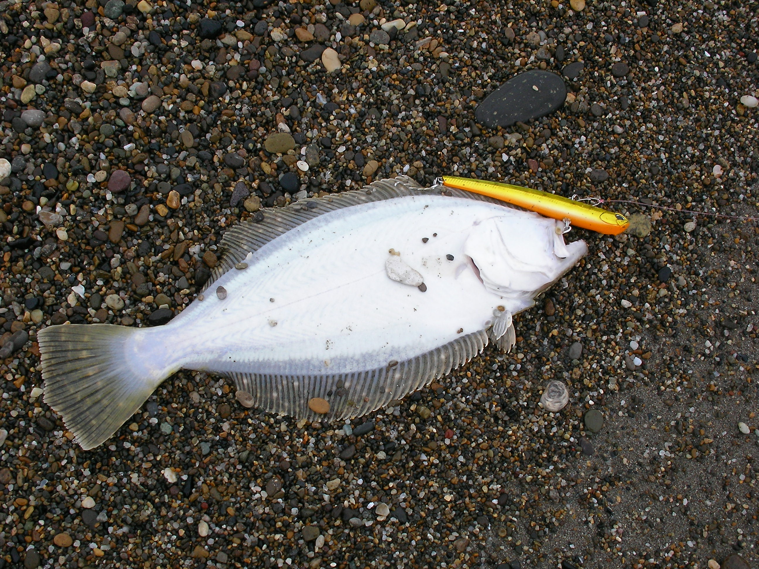 釣 ９月７日朝 ９月６日夕 重くてすいやせん